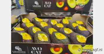 "Deze winter meer avocado's uit Middellandse Zeegebied op Franse markt"