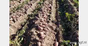Kleinere zoete aardappeloogst in North Carolina