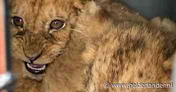 Drie leeuwen en negen welpjes door Nederlandse stichting gered uit Frans circus