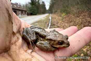Vrijwilligers gezocht voor paddenoverzet
