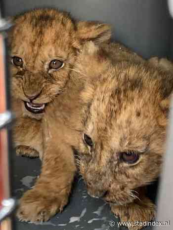 Drie leeuwen en negen welpjes door stichting AAP gered uit Frans circus
