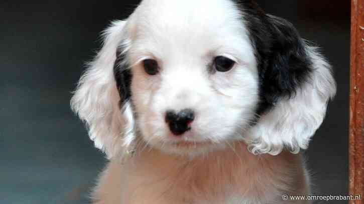 Luna is opnieuw de populairste hondennaam, Trumpie en Yamas de creatiefste