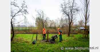 Groenbedrijf Den Haag plant bijna 2.300 bomen, ook de eerste bio-bomen