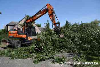 184 nieuwe bomen vervangen 130 zieke exemplaren langs N445