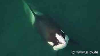 Bizarres Phänomen ist zurück: Orcas tragen tote Lachse als "Hüte" auf dem Kopf