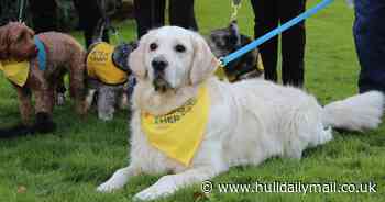 Therapy dogs boost wellbeing at Hull Royal Infirmary and Castle Hill Hospital