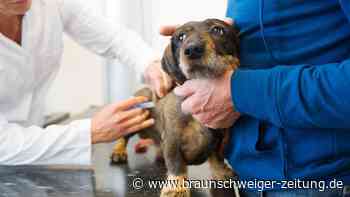 Tierheim Peine – deshalb sucht der Verein nun einen neuen Tierarzt