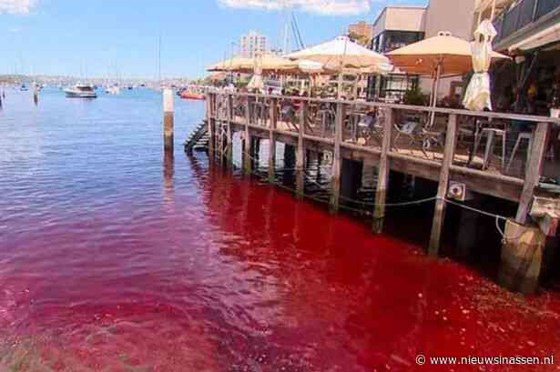De wateren van de haven van Sydney kleuren op mysterieuze wijze bloedrood omdat de lokale bevolking bang is voor een ramp