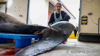 This whale species is so rare it's never been seen alive. A dissection may decode its mysteries