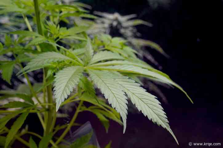 Bernalillo County commissioners look to change policy on cannabis use