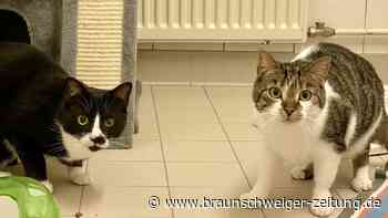 Krickel und Krackel wollen ein neues Wolfsburger Zuhause
