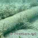 Zweden en Finland ontdekken opnieuw breuk in internetkabel