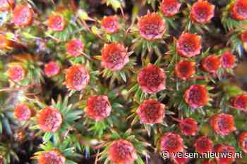 Vandaag in het duin #34: Op zoek naar Zandhaarmos