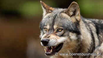 Wolf verliest strikt beschermde status