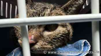 Tödlicher Brand in Bad Herrenalb: Kleines Wunder – Feuerwehrleute retten Katze aus Flammen