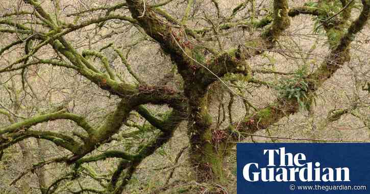Country diary: An elm tree so grand it’s easy to miss | Mark Cocker
