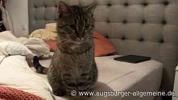 Happy End: Vermisster Kater Milo ist wieder da