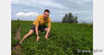 "Storm heeft gevolgen gehad voor peterselie, maar met name voor munt en koriander"