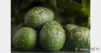 Eosta introduceert Organic Raingrown Avocado