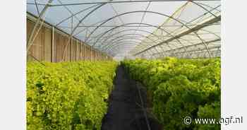 "Kerst betekent een stijging van 40% in de vraag naar sla"