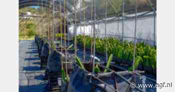 "Dragonfruitteelt kan ook in het noorden van Spanje gedijen"