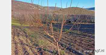 Geen schade aan Griekse abrikozen door storm Bora