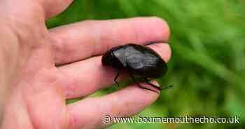 Rare beetle seen in Dorset for the first time in 200 years