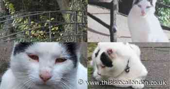 Cat that lay on bridge and 'wouldn't move for anyone' gets footbridge named after him