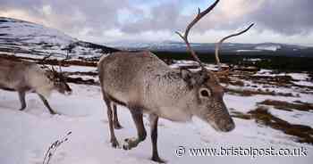 Christmas festival event cancelled because of virus outbreak