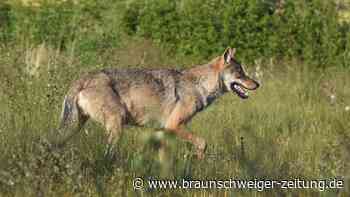 Armer Wolf? Arme Schafe? Immerhin: Europa beginnt zu handeln