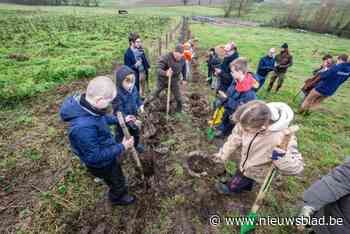 Dilbeek helpt inwoners hun weilanden gratis te bebossen