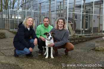 Na zwaar bijtincident: vrijwilligers Ann en Johan nemen dierenasiel in Ophoven over