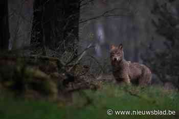 Beschermingsstatus van wolf verlaagt in Europa: “Maar dat heeft weinig impact in België”
