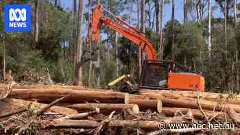 Documents reveal plans to make 39,000 hectares of native Tasmanian forest available for logging