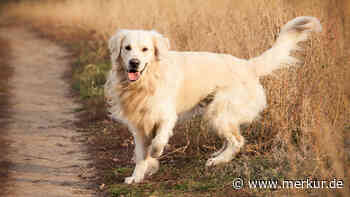 Golden Retriever mogelt sich auf über 1.000 Fotos – weil er Fotograf von Online-Kartendienst folgte