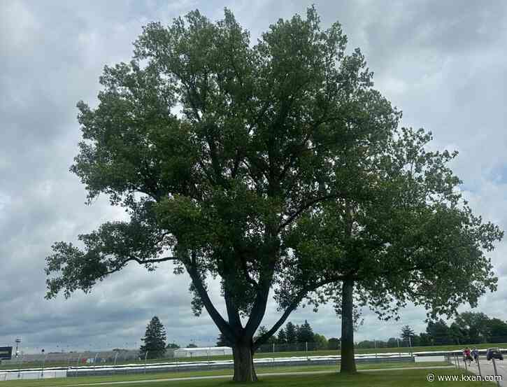New trees at bus stops installed with smart devices