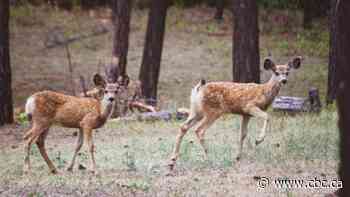 4th case of deadly deer disease confirmed in B.C. Hunters asked to help monitor spread