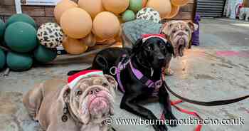 Successful turnout at Dorset Dogs festive events