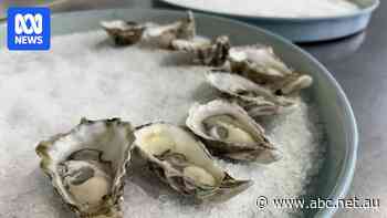 Remote oyster farm creating a 'unique flavour' and creating a new industry in WA's Midwest