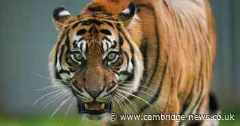 Licence fees including costs to exhibit wild animals or open a sex shop on the rise