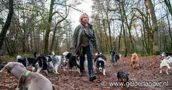 Steeds minder groepen honden welkom in losloopgebied: ‘Veel schade doordat honden achter wild aan gaan’