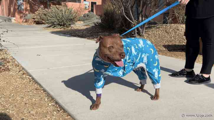 Albuquerque dog undergoes leg amputation surgery after being shot in drive-by
