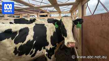 Fifty Aussie dairy cows flown to Indonesia for country's ambitious free school lunch program
