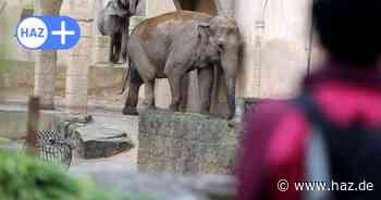 Zoo Hannover kostet die Region Hannover jedes Jahr Millionen