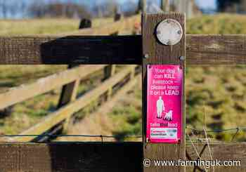 Survey seeks to gain further insight on dog attacks on sheep