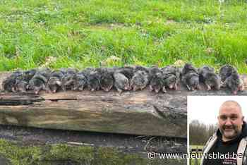 Ongediertebestrijder Kurt (51) vangt liefst 15 mollen op één weide: “Noodzakelijk, anders kunnen paarden hun benen breken”