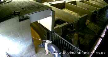Animal cruelty exposed on UK boar stud farm