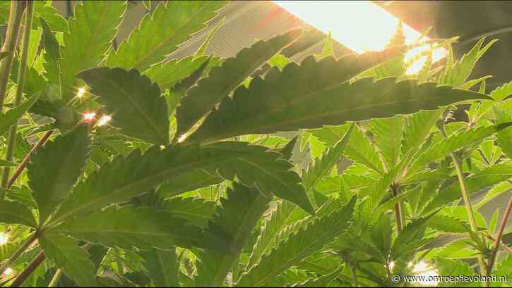 Almere - Hennepplantages ontmanteld: aanhoudingen en woningen gesloten