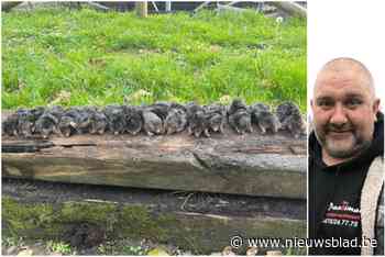 Ongediertebestrijder Kurt (51) vangt liefst 15 mollen op één weide: “Ze kweken als konijnen”