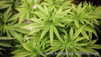 Polizei findet durch Zufall meterhohe Cannabispflanzen
